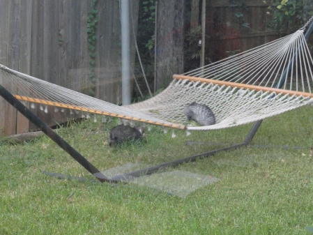 kittens-play-in-the-hammock