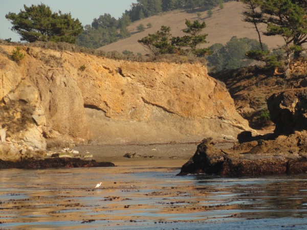 cliffs-of-point-lobos-crane-on-kelp