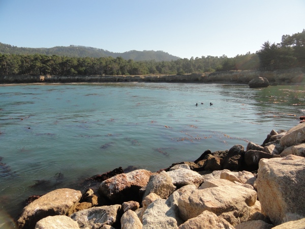 whalers-cove-point-lobos